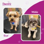 Pawsome mobile pet grooming Christchurch