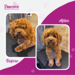 Pawsome mobile pet grooming Christchurch