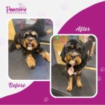 Pawsome mobile pet grooming Christchurch