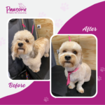 Pawsome mobile pet grooming Christchurch