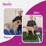 Pawsome mobile pet grooming Christchurch