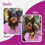 Pawsome mobile pet grooming Christchurch