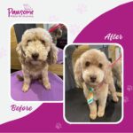 Pawsome mobile pet grooming Christchurch