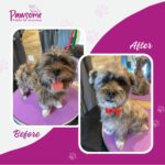 Pawsome mobile pet grooming Christchurch