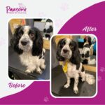 Pawsome mobile pet grooming Christchurch