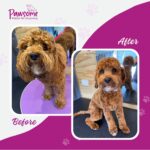 Pawsome mobile pet grooming Christchurch