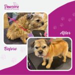 Pawsome mobile pet grooming Christchurch