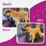 Pawsome mobile pet grooming Christchurch