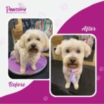 Pawsome mobile pet grooming Christchurch