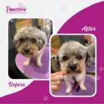 Pawsome mobile pet grooming Christchurch