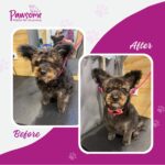 Pawsome mobile pet grooming Christchurch