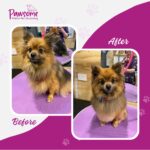 Pawsome mobile pet grooming Christchurch