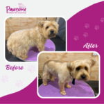 Pawsome mobile pet grooming Christchurch